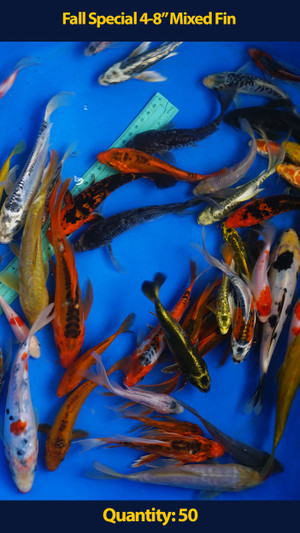 Fall Special 4-8" Mix Fin Koi 50 Qty