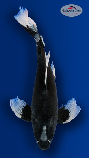 "Shadow" Doitsu Hajiro Butterfly 14 inches [EA3-8526-7]