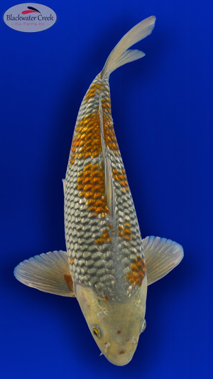 "Autumn" Ochiba 15 inches [EA3-8526-8]