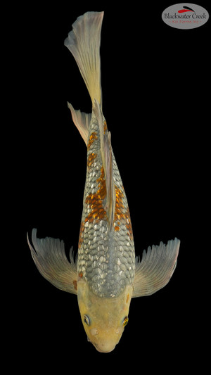 Ochiba Butterfly 13 inches [EA7-8526-15]