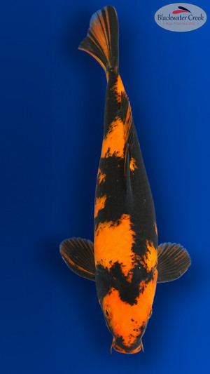 "Emberstrike" Hi Utsuri 15 inches [EA7-8526-16]
