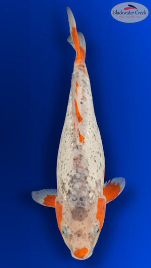"Dotz" Ochiba 15 inches [EA9-8526-22]