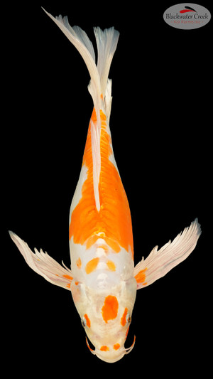 Hariwake Butterfly 15 inches [EA9-8526-25]