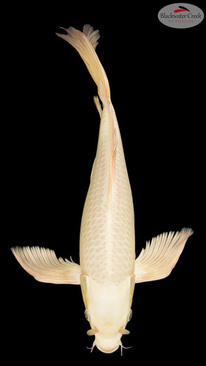 Platinum Butterfly 16inches [EB4-8526-28]