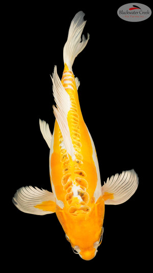 Kujaku Butterfly 16inches [EB4-8526-29]