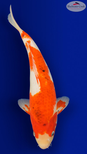 Goromo 14 inches [EB4-8526-33]