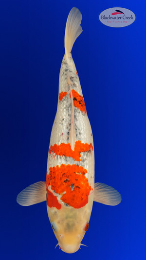 Goromo 17 inches [EB4-8526-34]