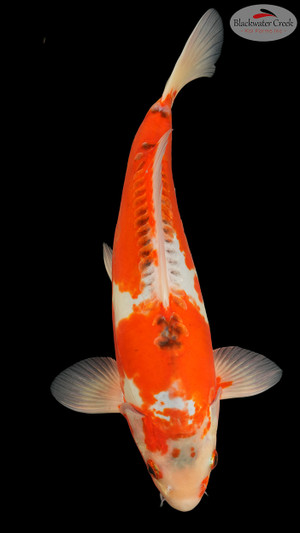 Shusui 15 inches [EB5-8526-39]