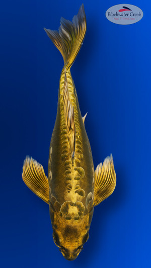 Golden Koins 15 inches [EB5-8526-40]