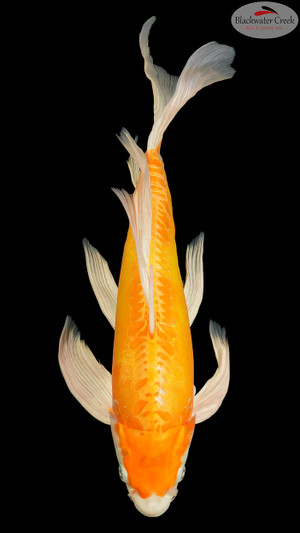 Doitsu Hariwke Butterfly 16 inches [EB6-8526-47]