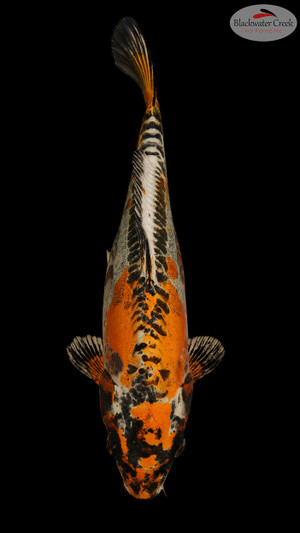 Beni Kikokuryu 14 inches [EC1-8526-63]