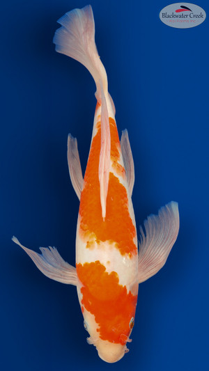 Kohaku Butterfly 17 inches [EC1-8526-69]