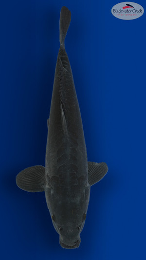 Doitsu Karasu 15 inches [EC1-8526-71]