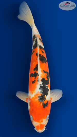 Doitsu Sanke 14 inches [EC5-8526-73]