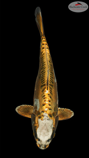Bronze Kiko 13 inches [EC6-8526-80]