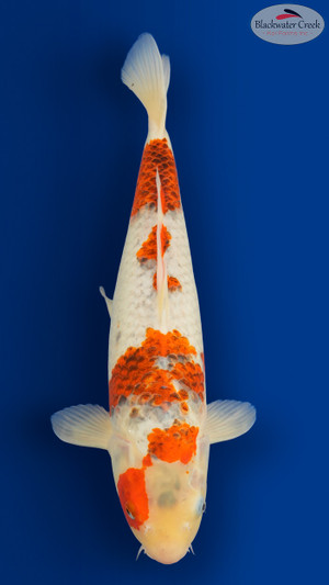 Goromo 17 inches [EC6-8526-85]