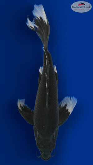 Doitsu Hajiro Butterfly 13 inches [EC10-8526-96]