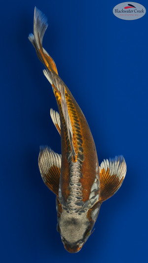 Bronco Flare Butterfly 15 inches [EC10-8526-97]