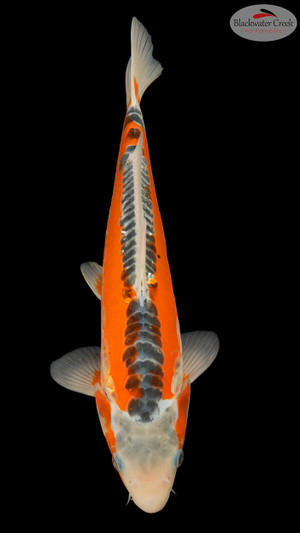 Shusui 15 inches [EC10-8526-102]