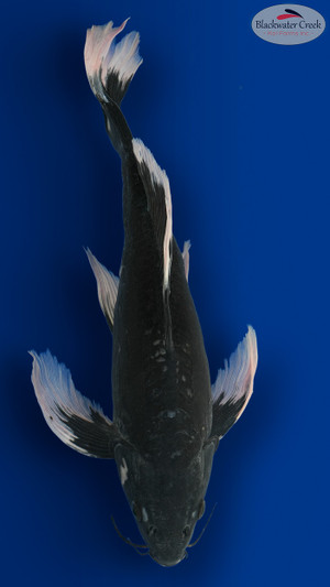 Doitsu Hajiro Butterfly 15 inches [ES2-8526-105]