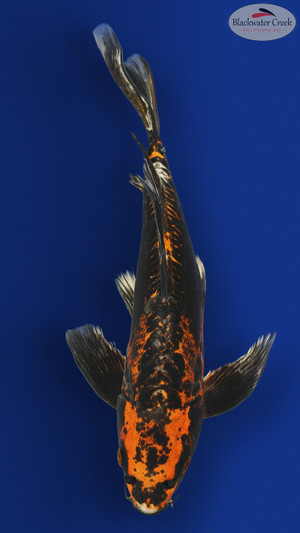 Beni Kikokuryu Butterfly 14 inches [ES2-8526-113]