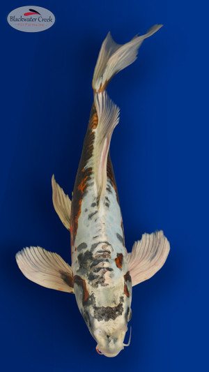 Beni Kikokuryu Butterfly 14 inches [ES2-8526-123]