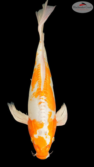 Doitsu Hariwake Butterfly 14 inches [ES2-8526-129]