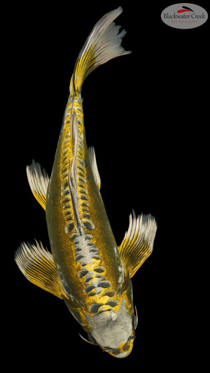 Butterfly Kin Kikokuryu 17 inches [ES2-8526-131]