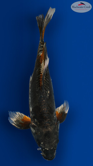 Beni Kikokuryu 19 inches [ES2-8526-134]