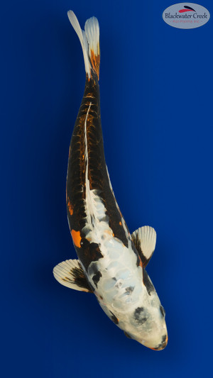Koi Glossary