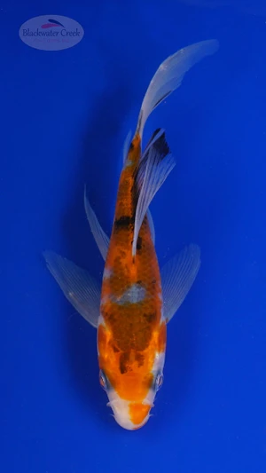 Koi 779 3-4 inches [PW-T3-779]