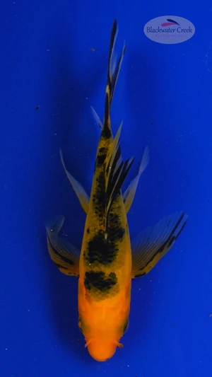 Koi 784 3-4 inches [PW-T3-784]