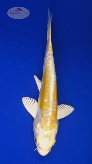 Koi 794 3-4 inches [PW-T4-794]
