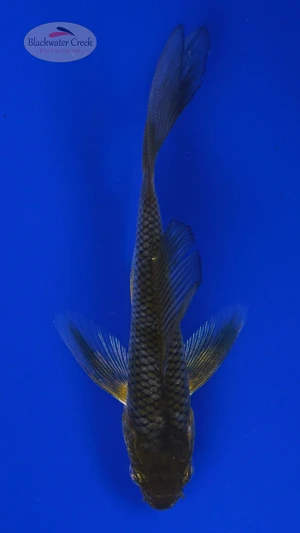 Koi 798 3-4 inches [PW-T4-798]