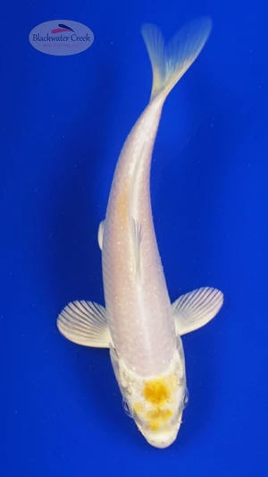 Koi 801 3-4 inches [PW-T4-801]