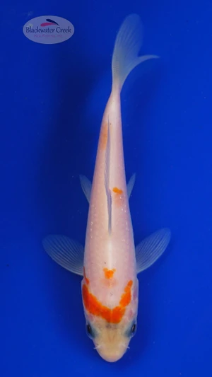 Koi 803 3-4 inches [PW-T4-803]