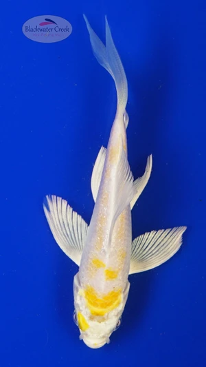 Koi 808 3-4 inches [PW-T4-808]