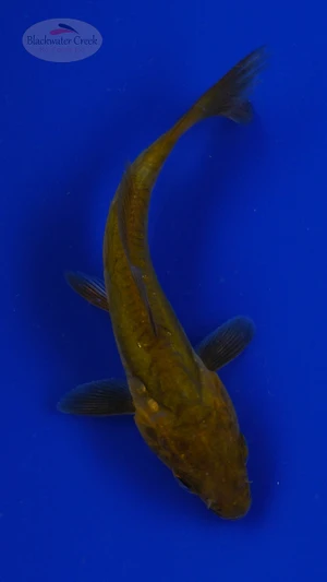 Koi 818 3-4 inches [PW-T5-818]
