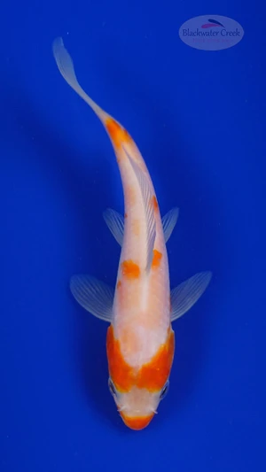 Koi 826 3-4 inches [PW-T5-826]