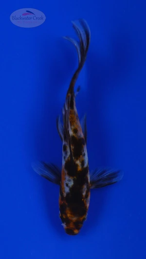 Goldfish 828 3-4 inches [PW-T5-828]