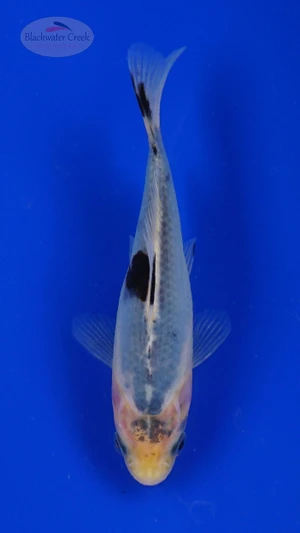 Goldfish 833 3-4 inches [PW-T5-833]