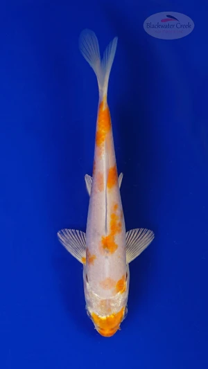 Koi 835 3-4 inches [PW-T5-835]