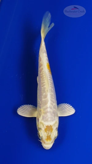 Koi 837 3-4 inches [PW-T5-837]