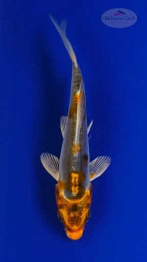 Koi 838 3-4 inches [PW-T5-838]