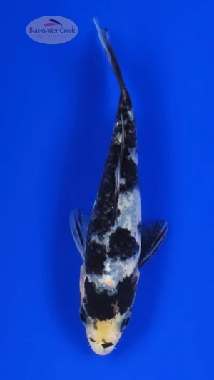 Shiro Bekko 4-5 inches [H26-T15-4]