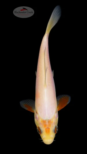 Orange Eyes 5-6 inches [H26-T31-26]