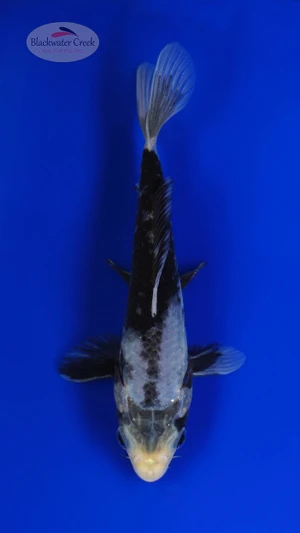 Matsukawabake 4-5 inches [H26-T35-36]