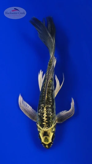 Kin Kikokuryu 5-6 inches [H26-T35-38]