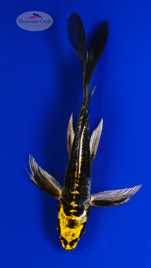 Kin Kikokuryu 4-5 inches [H26-T36-49]