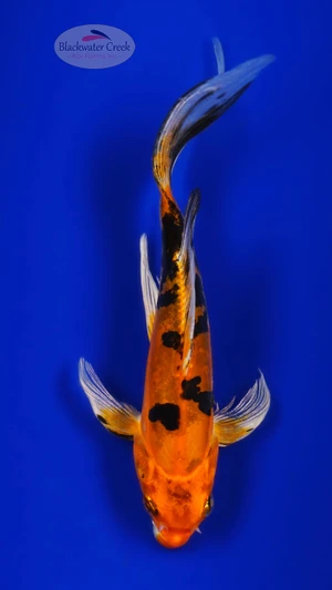 Aka Bekko Buttefly 5-6 inches [H26-T60-128]